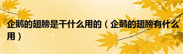 企鹅的翅膀是干什么用的【企鹅的翅膀有什么用】